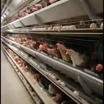 活禽，粉料淘汰老母鸡