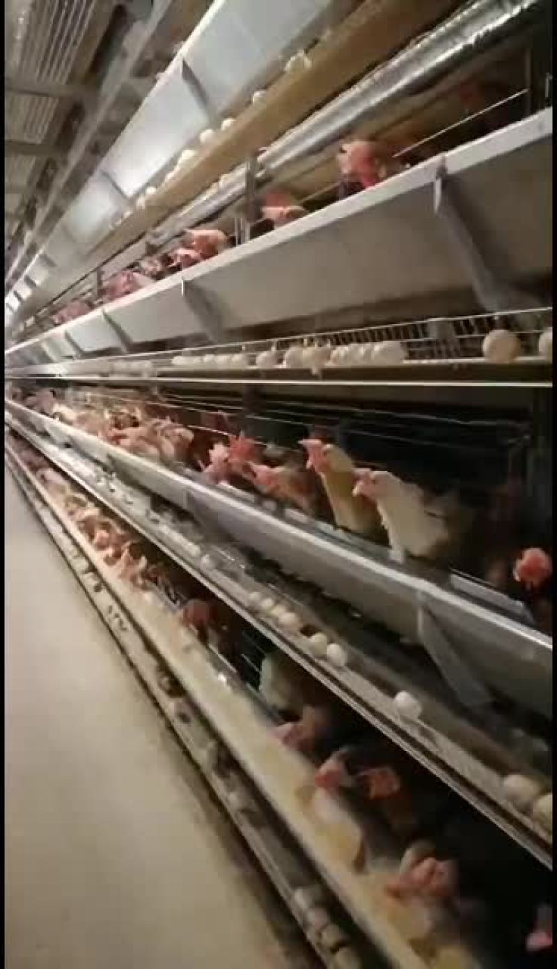 活禽，粉料淘汰老母鸡