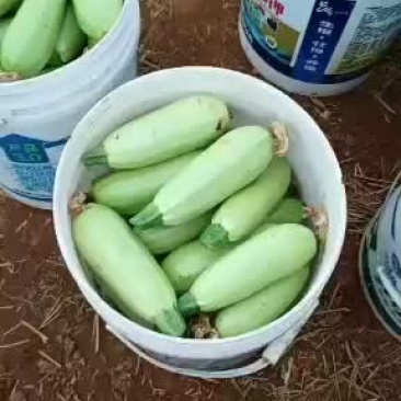 20亩西葫芦准备上市