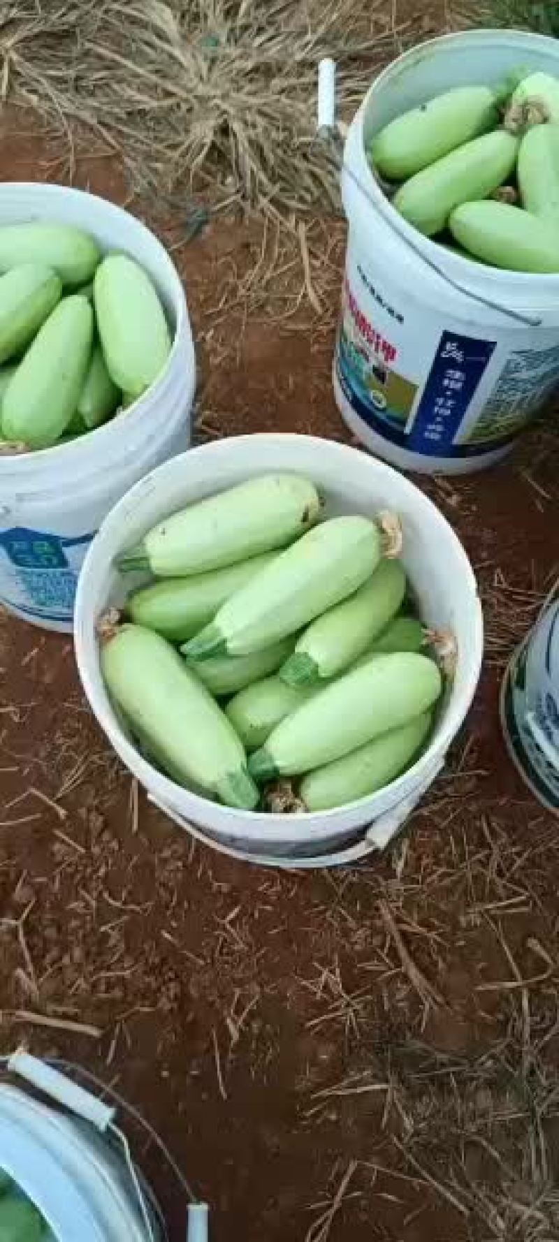 20亩西葫芦准备上市