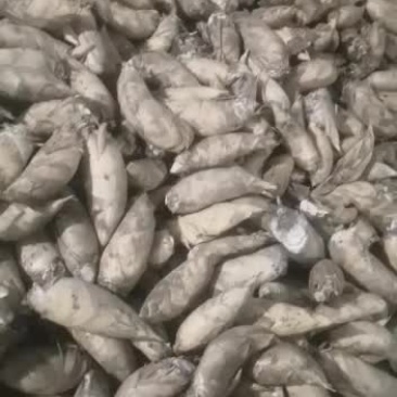 大量批销当天下山新鲜冬笋