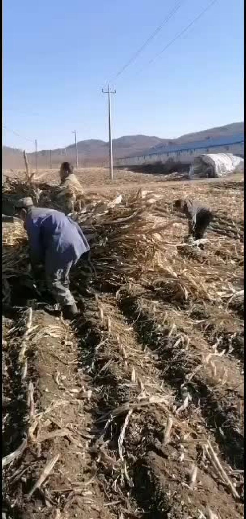 今年新下来的玉米秸秆人工割手扎杆