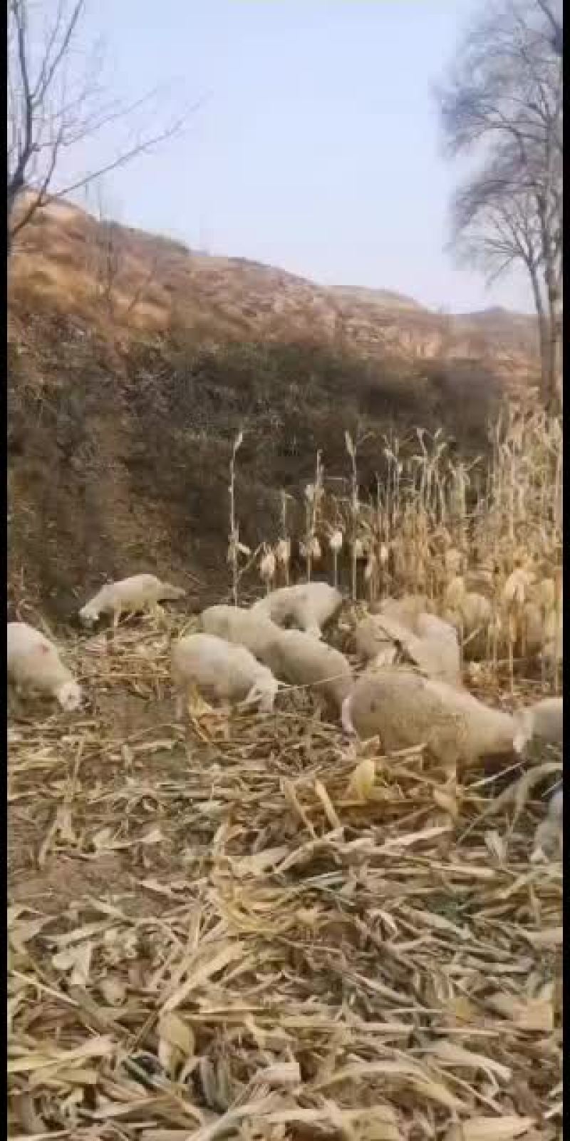 绵羊丶绵羊丶绵羊、羔羊、绵羊、绵羊