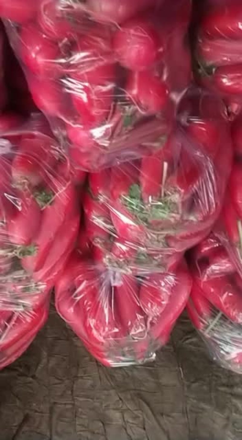 出售各种蔬菜，需要的请与我联系