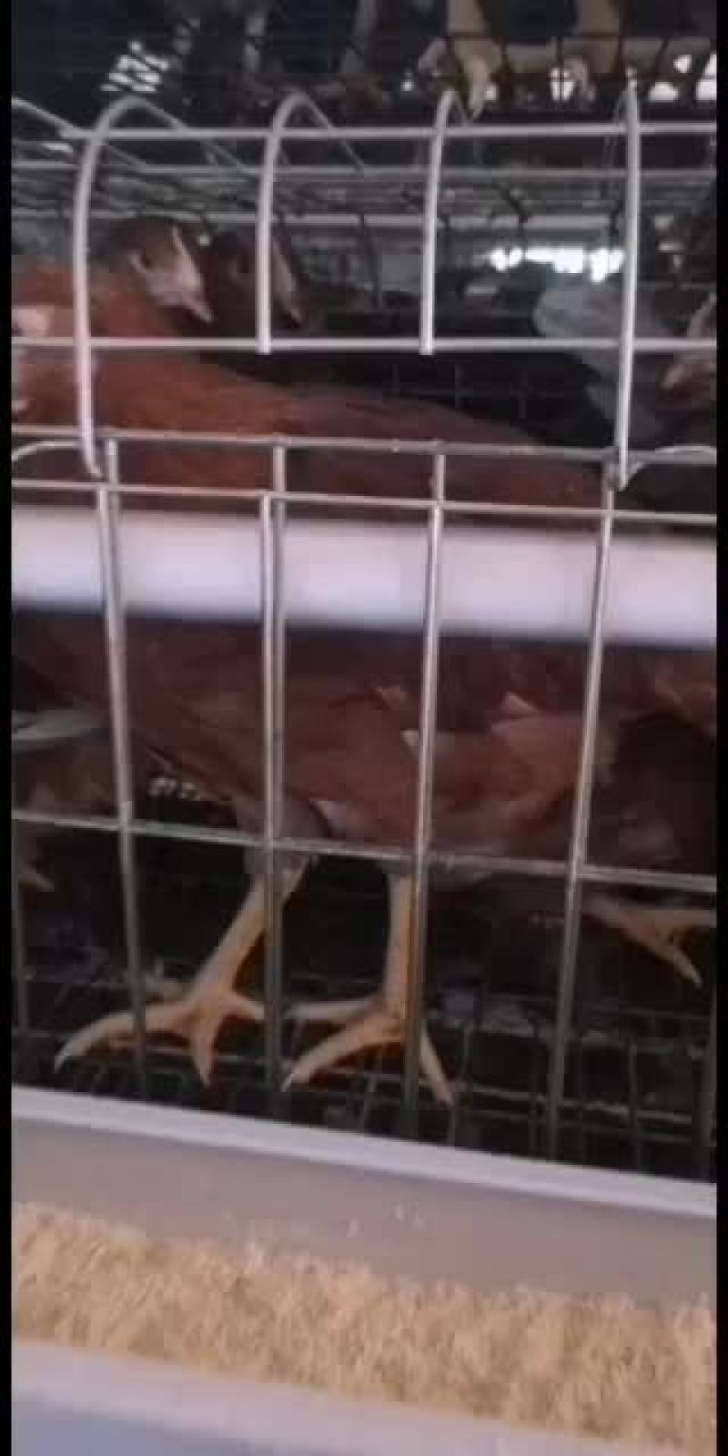 青年鸡，高品质青年鸡