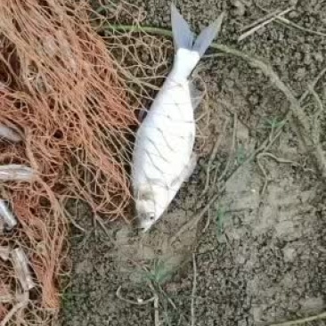 出售一斤五个的小白鲢，