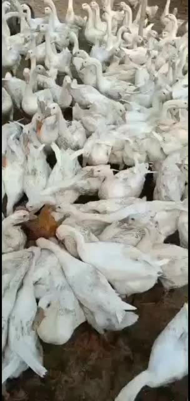 纯三花鹅苗，报七天成活率，出壳防疫，送货上门