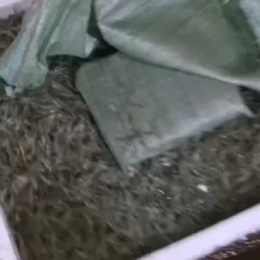 虾米、康虾、全国发货、