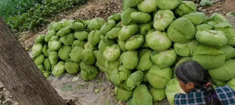 京丰一号扁包菜叶面厚根小平