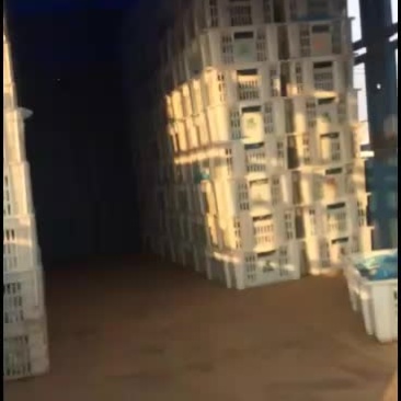鲜平菇大量上市，通货中叶精品都有质优廉价