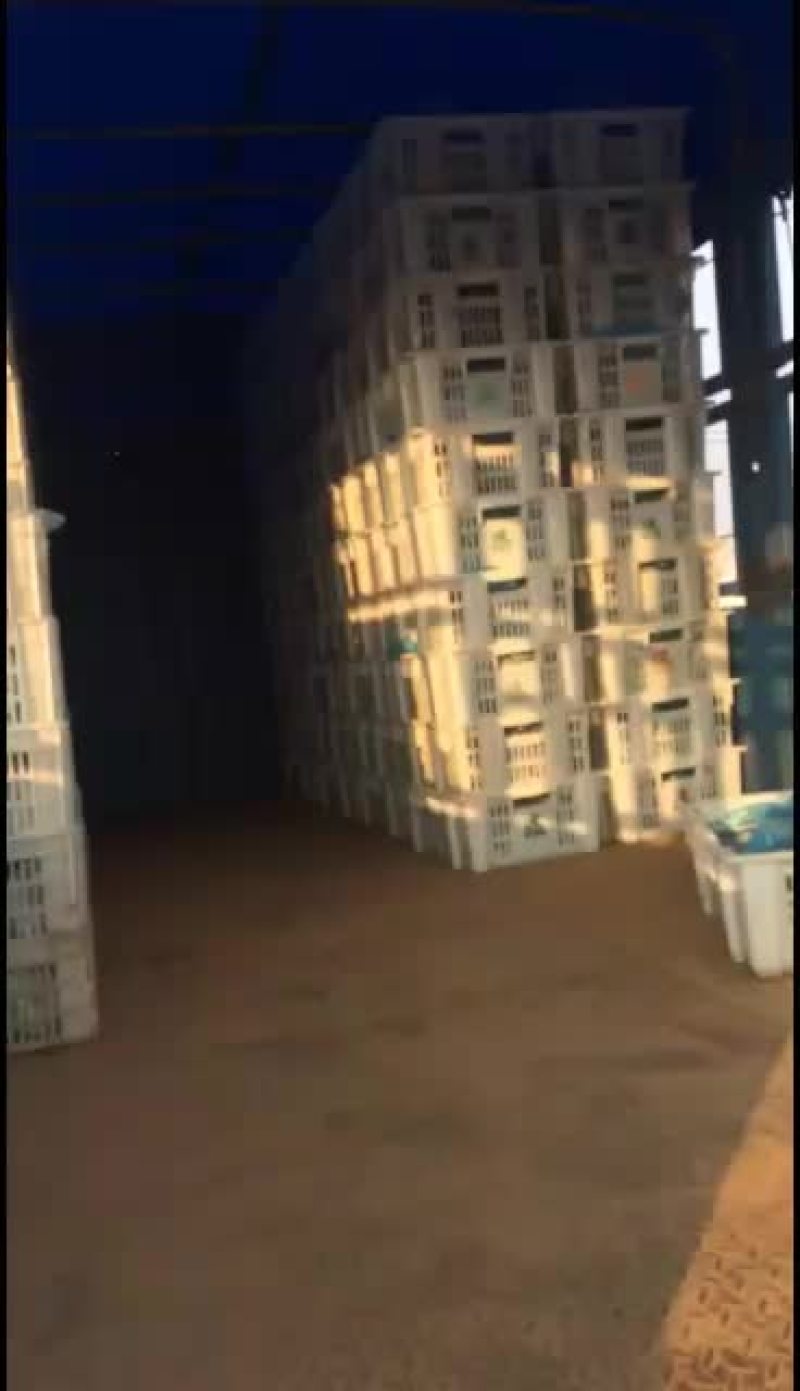 鲜平菇大量上市，通货中叶精品都有质优廉价