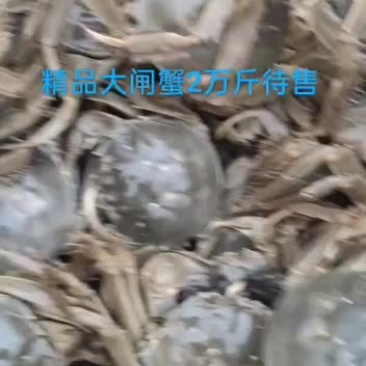 白洋淀大闸蟹【老船帮】优选