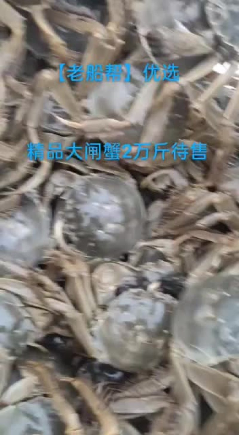 白洋淀大闸蟹【老船帮】优选