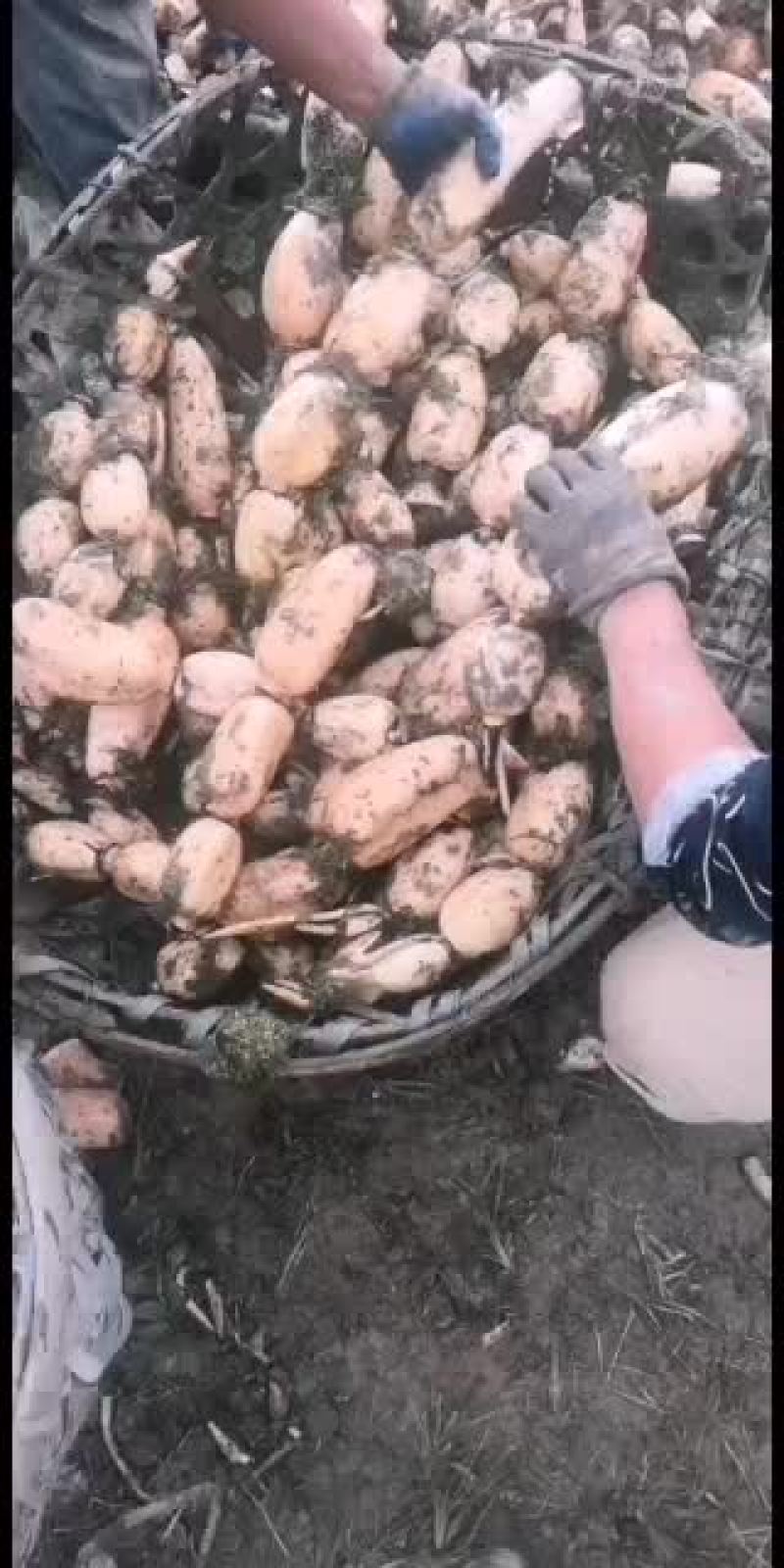 武汉千亩莲藕基地出售