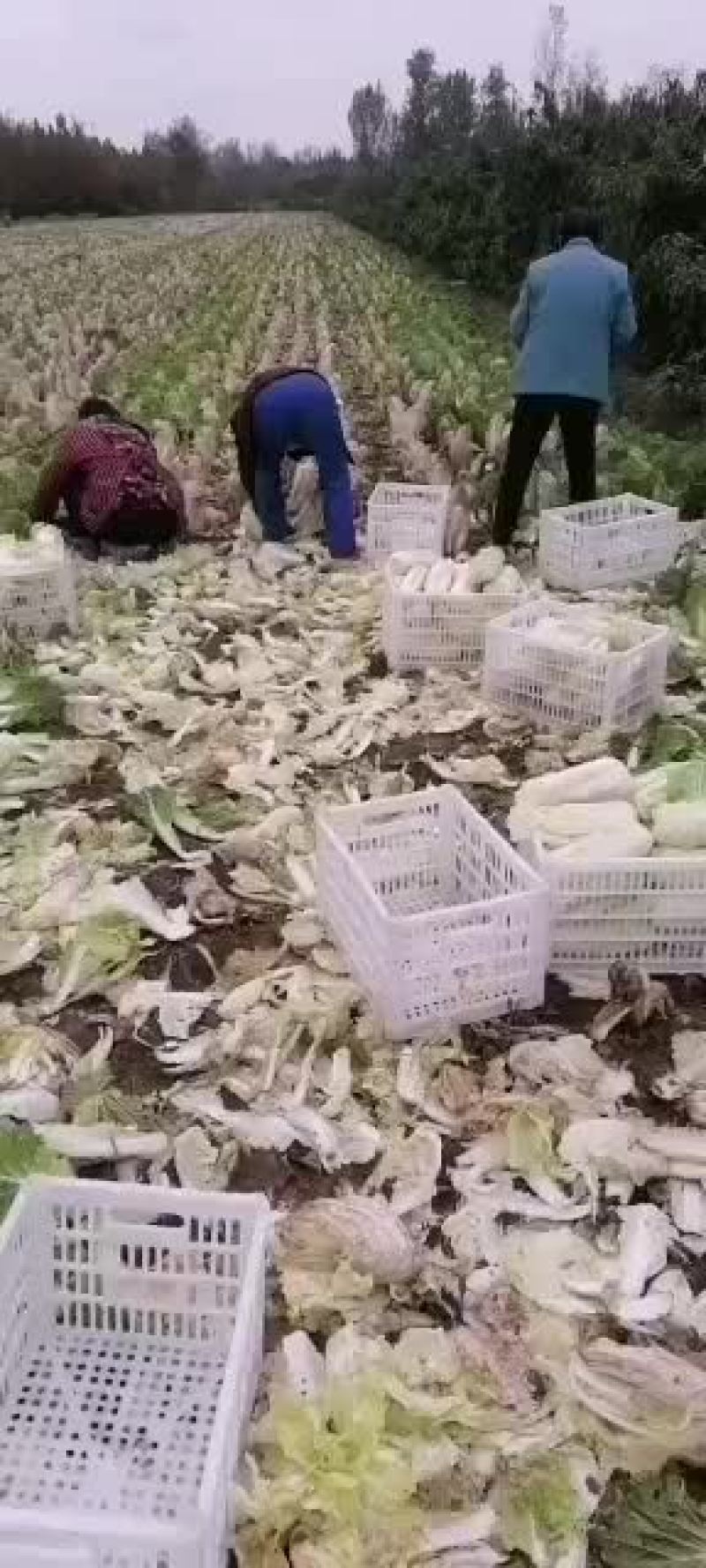 精品娃娃菜欢迎选购，量大从优，我期待您的到来。