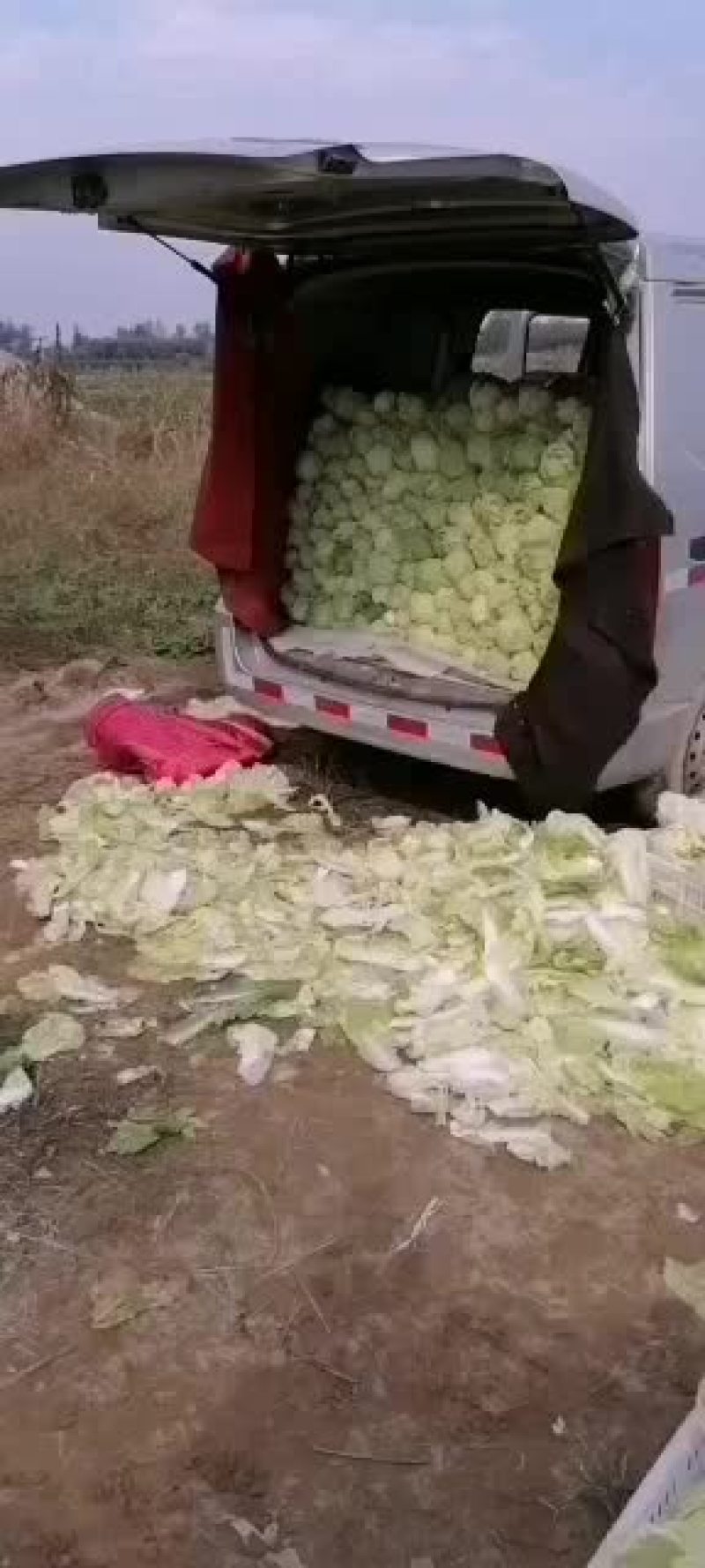 精品娃娃菜欢迎选购，量大从优，我期待您的到来。