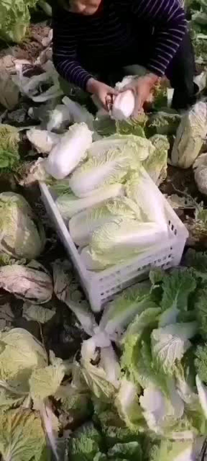 精品娃娃菜欢迎选购，量大从优，我期待您的到来。
