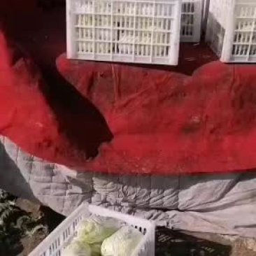 精品娃娃菜欢迎选购，量大从优，我期待您的到来。