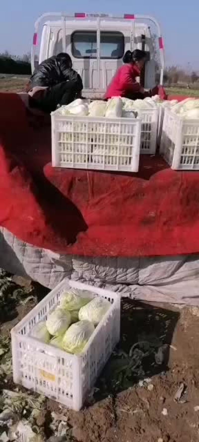 精品娃娃菜欢迎选购，量大从优，我期待您的到来。