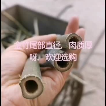 金竹菜架竹，大量供应，不错的选择