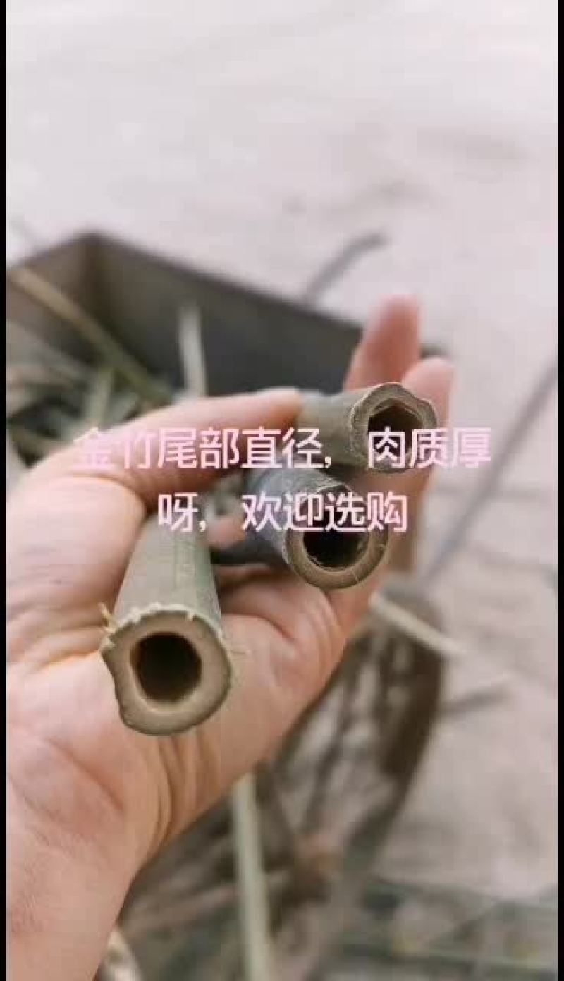 金竹菜架竹，大量供应，不错的选择