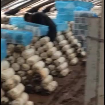 鲜平菇大量上市，价格触底了