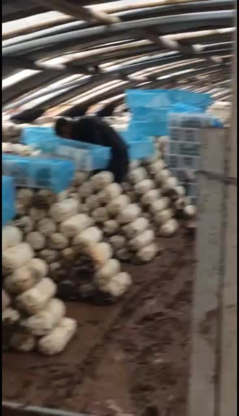 鲜平菇大量上市，价格触底了