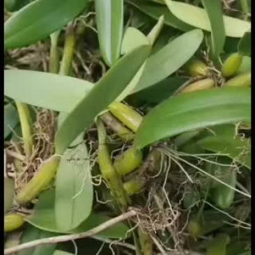 单叶中大果石橄榄，需要的老板微我。