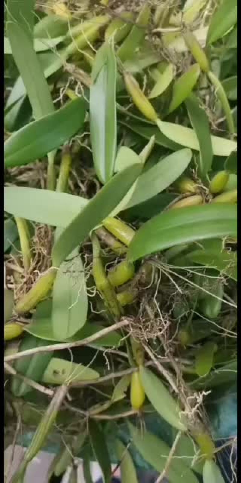 单叶中大果石橄榄，需要的老板微我。