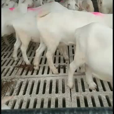 美国大白羊，50__60斤，养殖做种羊，繁殖快，羊肉市场