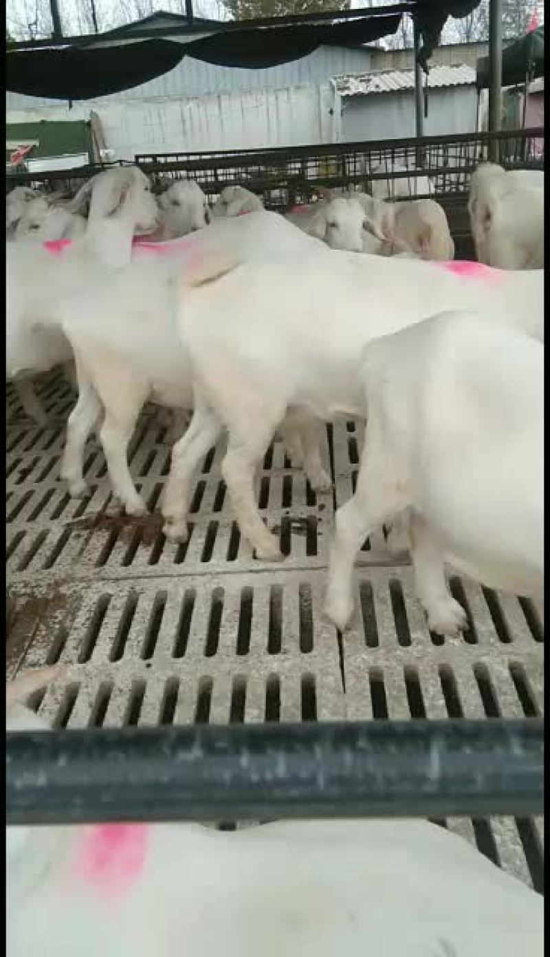 美国大白羊，50__60斤，养殖做种羊，繁殖快，羊肉市场