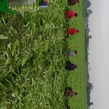 精品油麦基地直供支持视频验货，基地考查