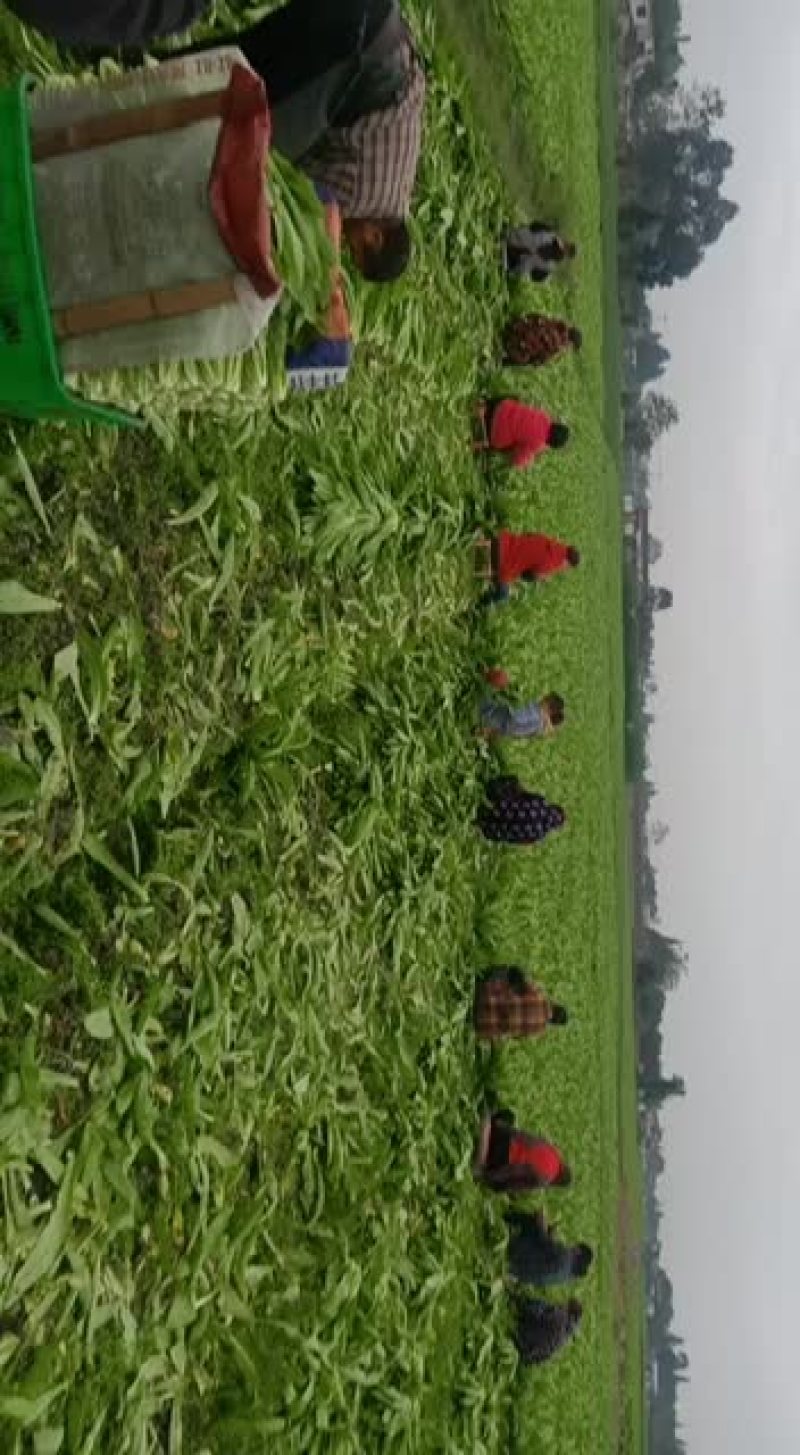 精品油麦基地直供支持视频验货，基地考查