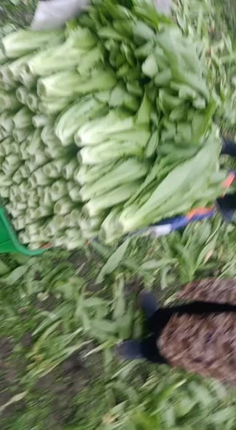 精品油麦基地直供支持视频验货，基地考查