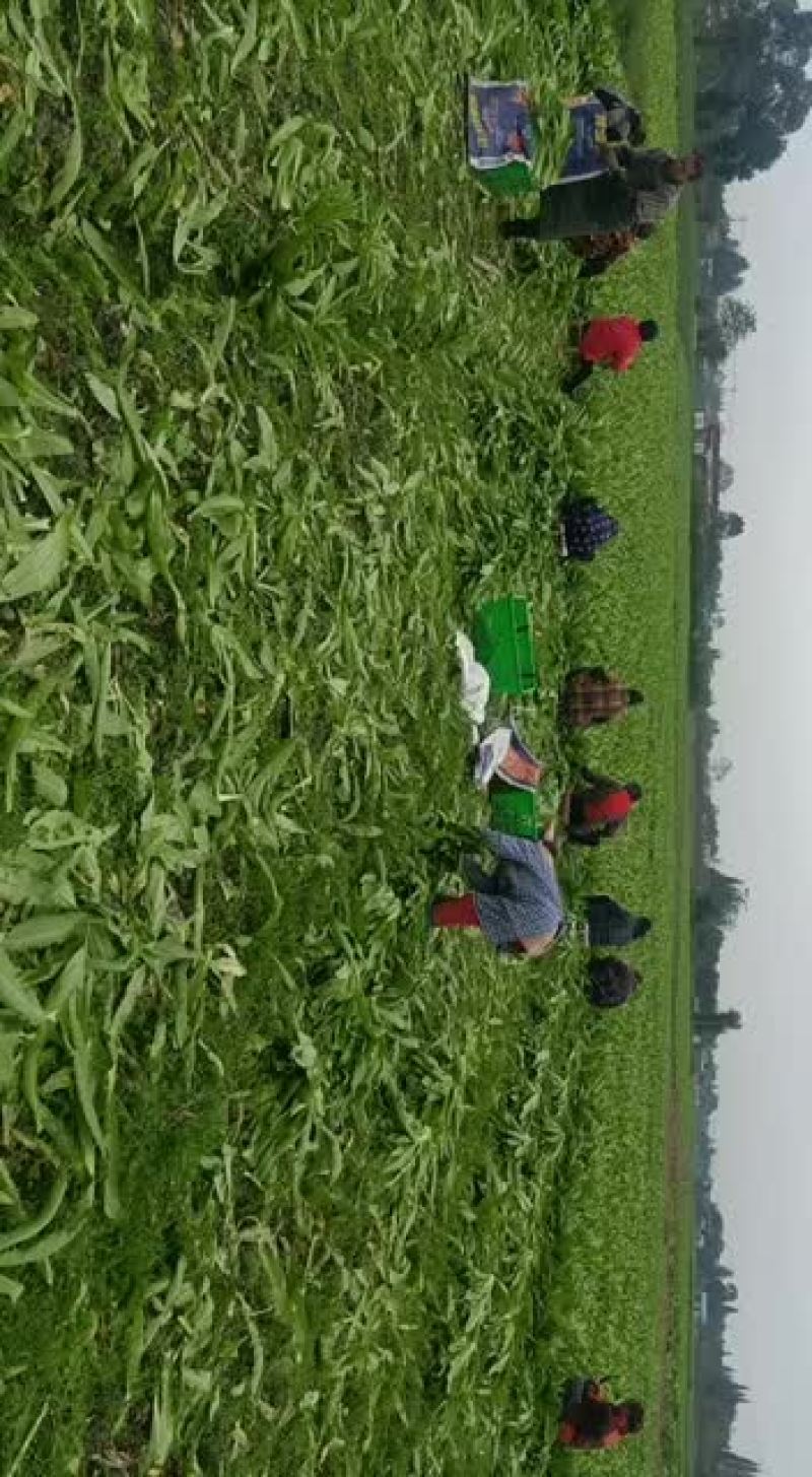 精品油麦基地直供支持视频验货，基地考查
