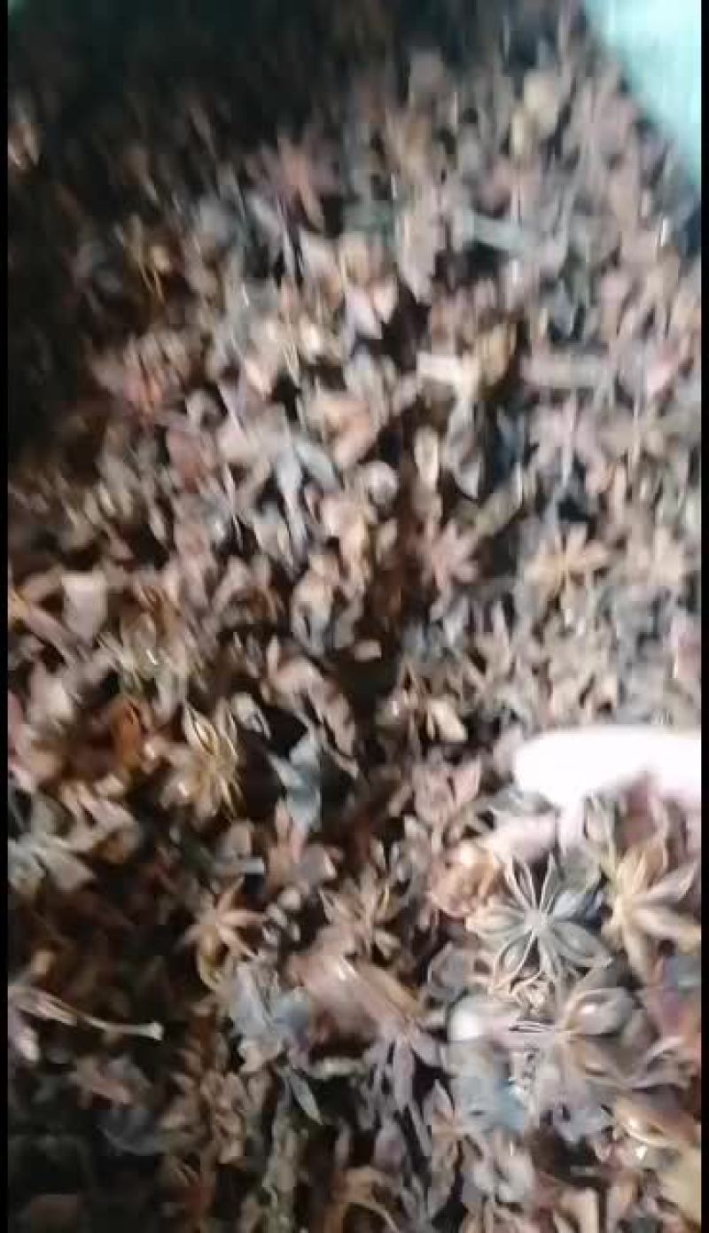 八角产地自晒年年有货希望长期合作，可订要规格，干度