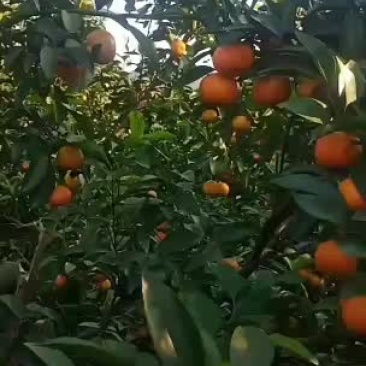 沙糖桔一剪上市中实力代办