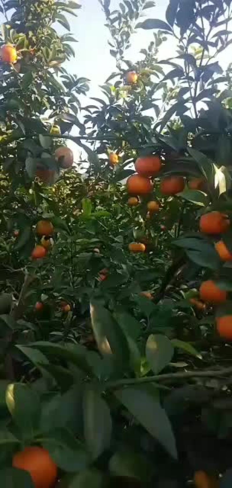 沙糖桔一剪上市中实力代办