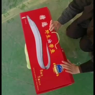 油带鱼本地小眼睛带鱼