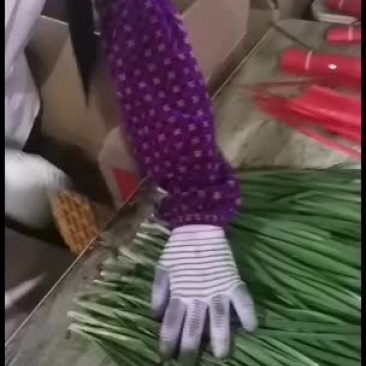 广东徐闻精品扎把韭菜