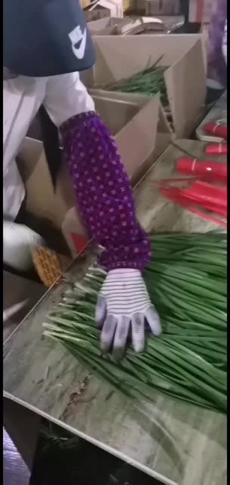 广东徐闻精品扎把韭菜