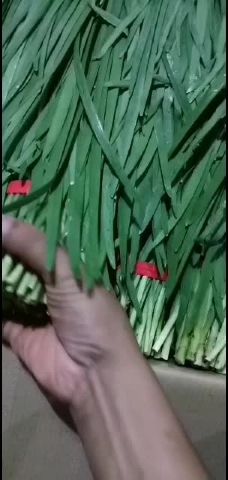 广东徐闻精品扎把韭菜
