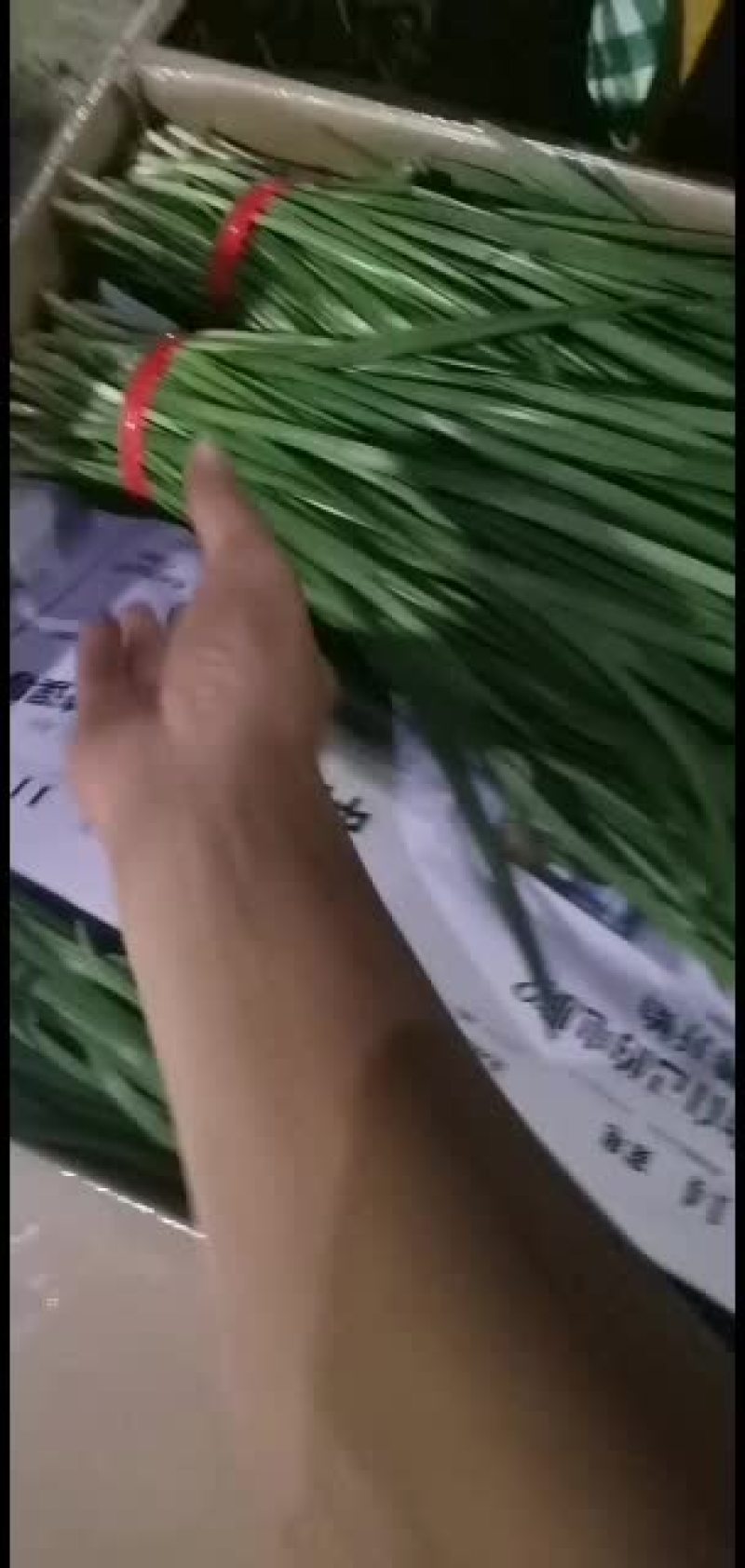 广东徐闻精品扎把韭菜