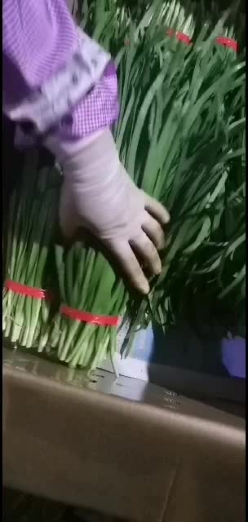 广东徐闻精品扎把韭菜