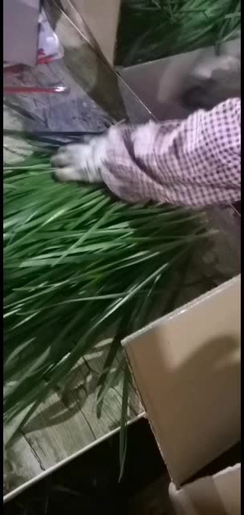 广东徐闻精品扎把韭菜