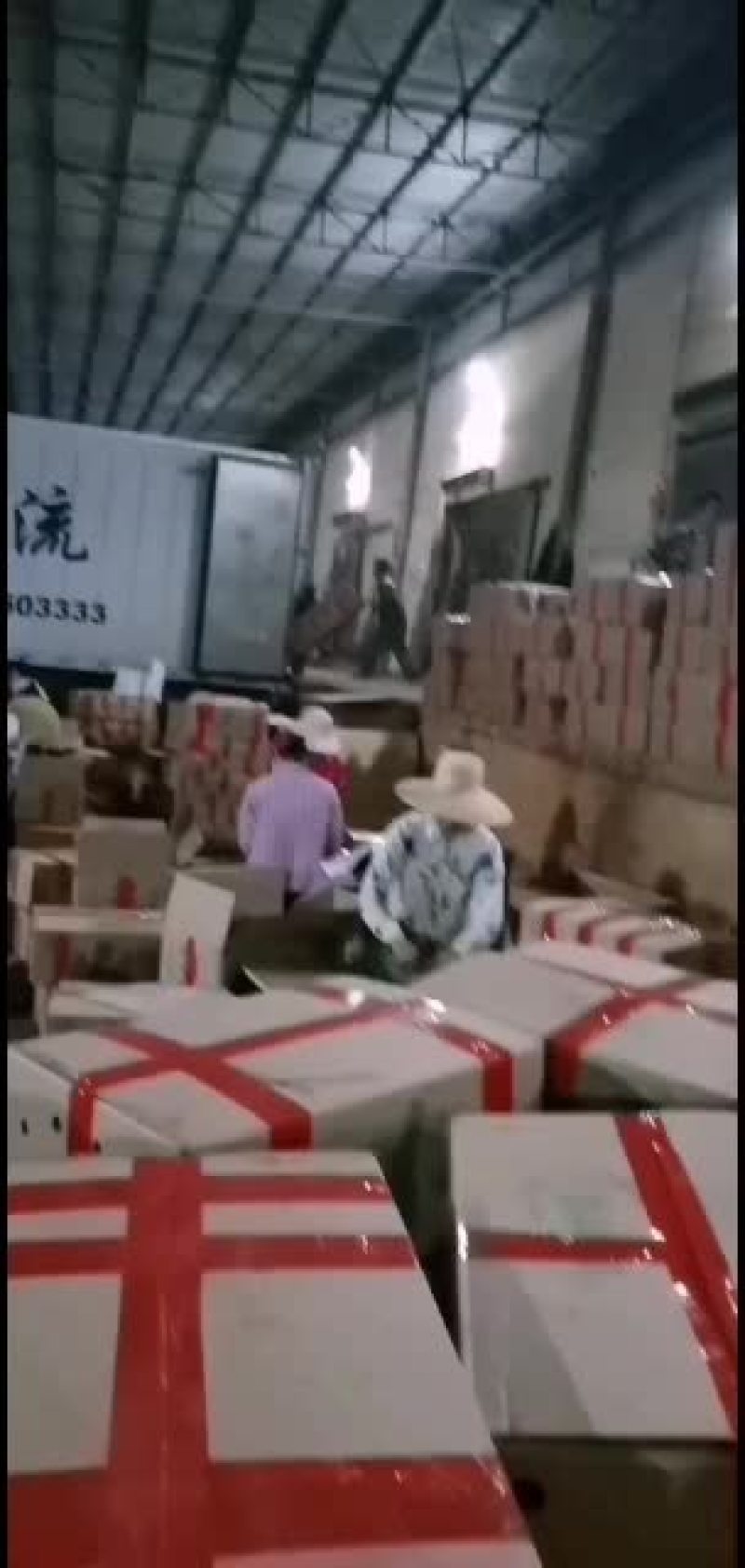 广东徐闻精品扎把韭菜