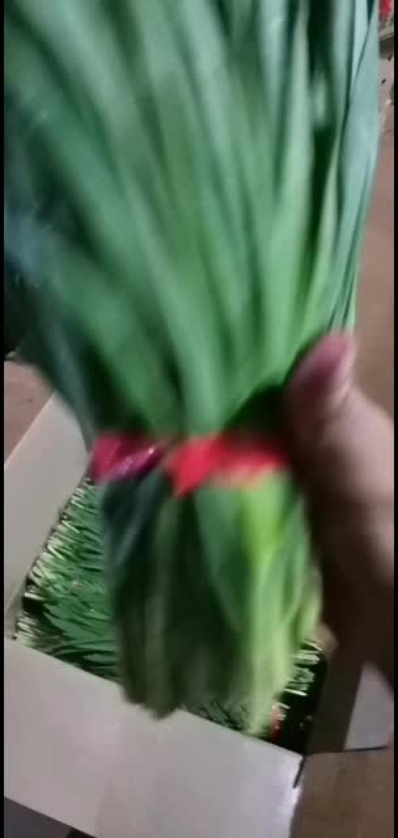 广东徐闻精品扎把韭菜