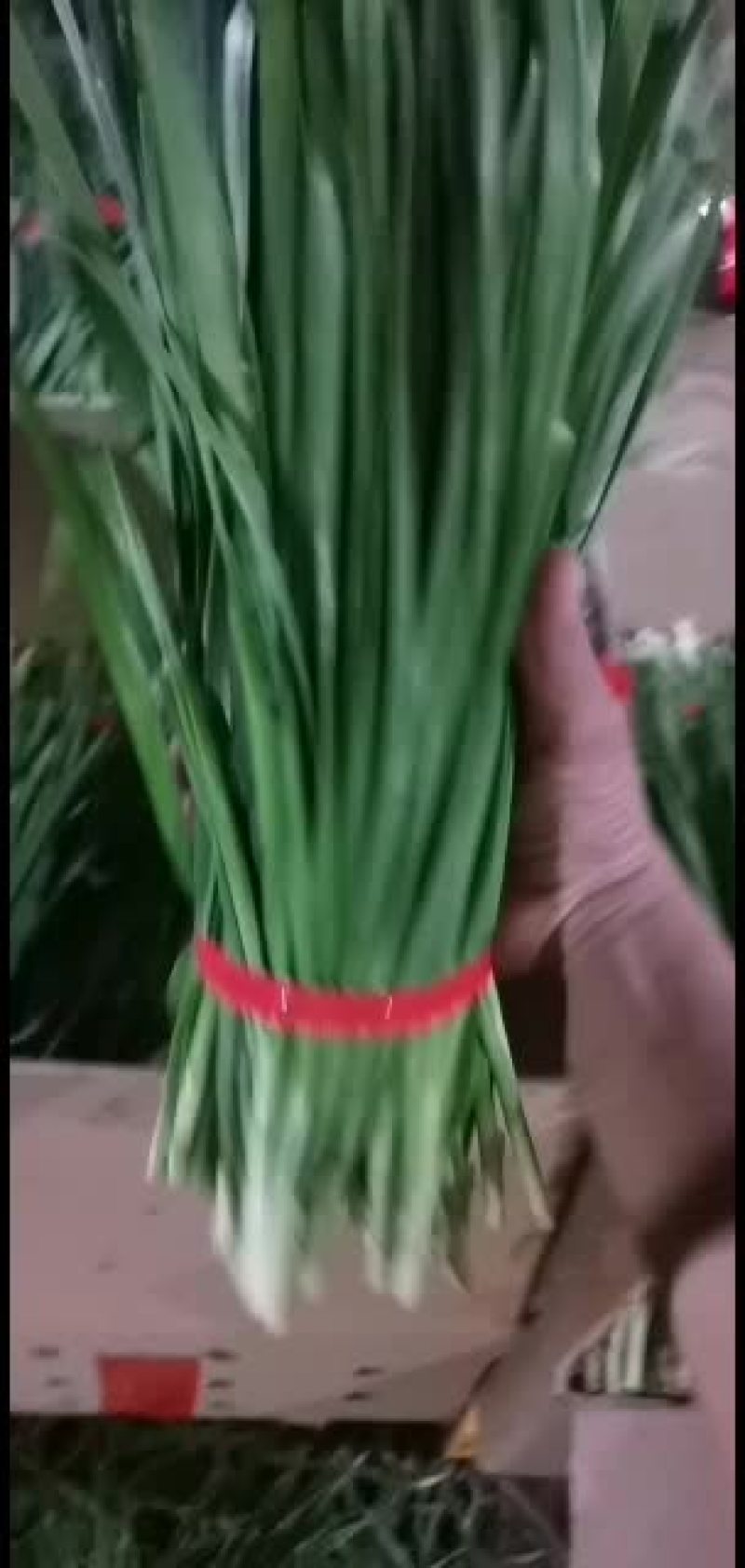 广东徐闻精品扎把韭菜