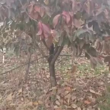 处理一批甜柿子树，直接可以吃