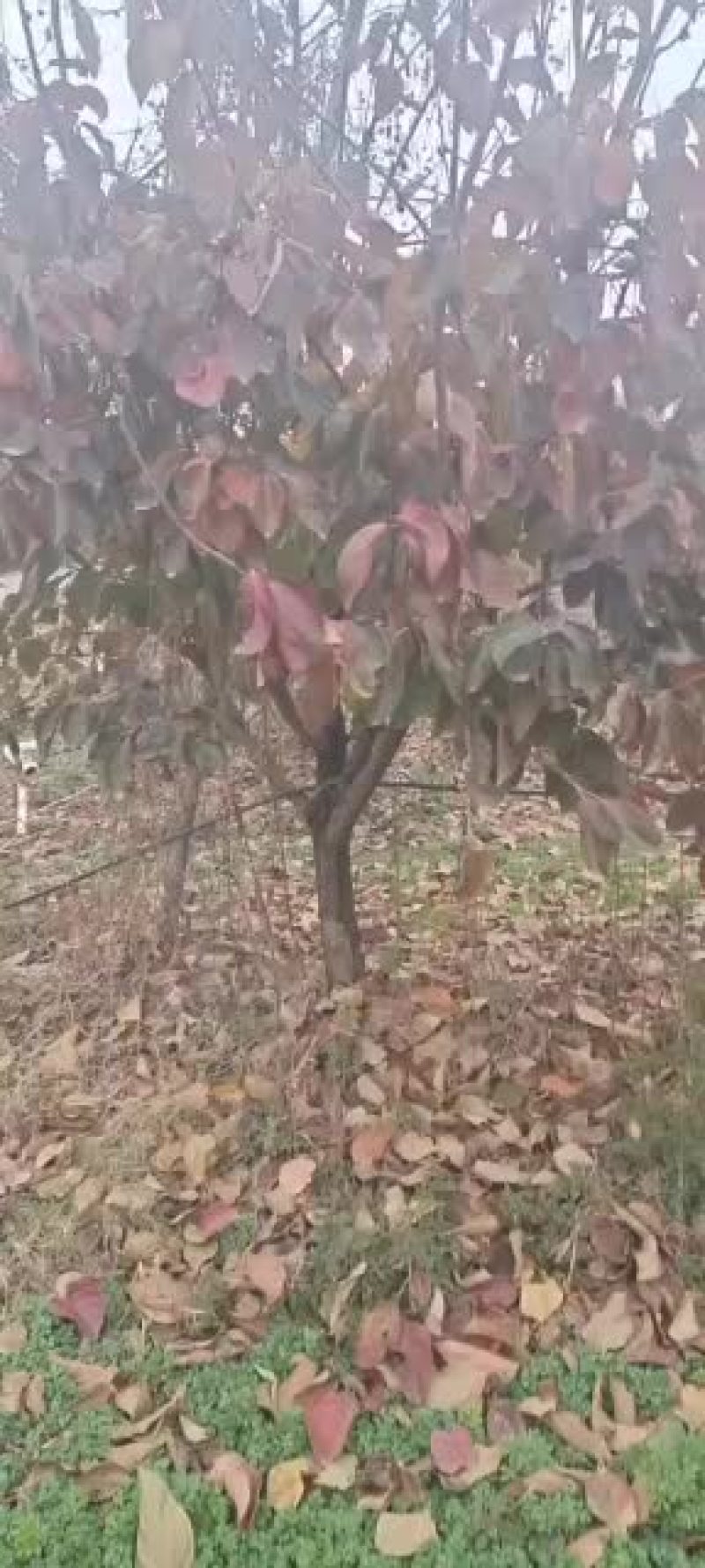 处理一批甜柿子树，直接可以吃